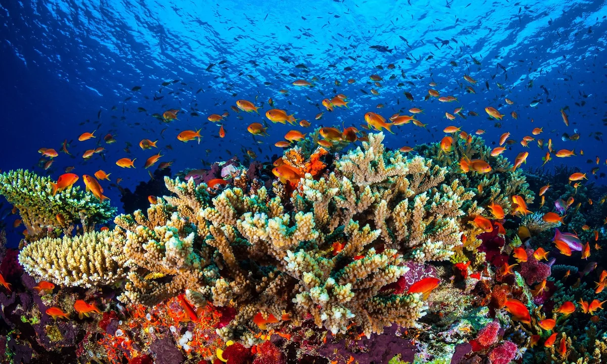 Australia's next fossil fuel phase targets remote ecologically significant Scott Reef