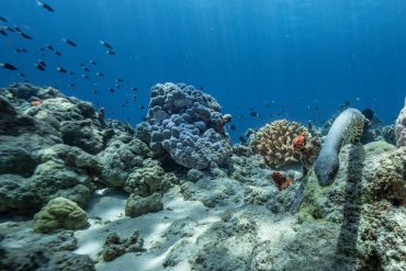 Australia's next fossil fuel phase targets remote ecologically significant Scott Reef