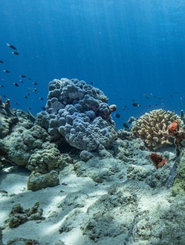 Australia's next fossil fuel phase targets remote ecologically significant Scott Reef