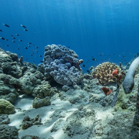 Australia's next fossil fuel phase targets remote ecologically significant Scott Reef