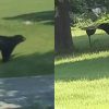 Bear Sightings in Carrier Mills Prompt Safety Concerns Among Residents