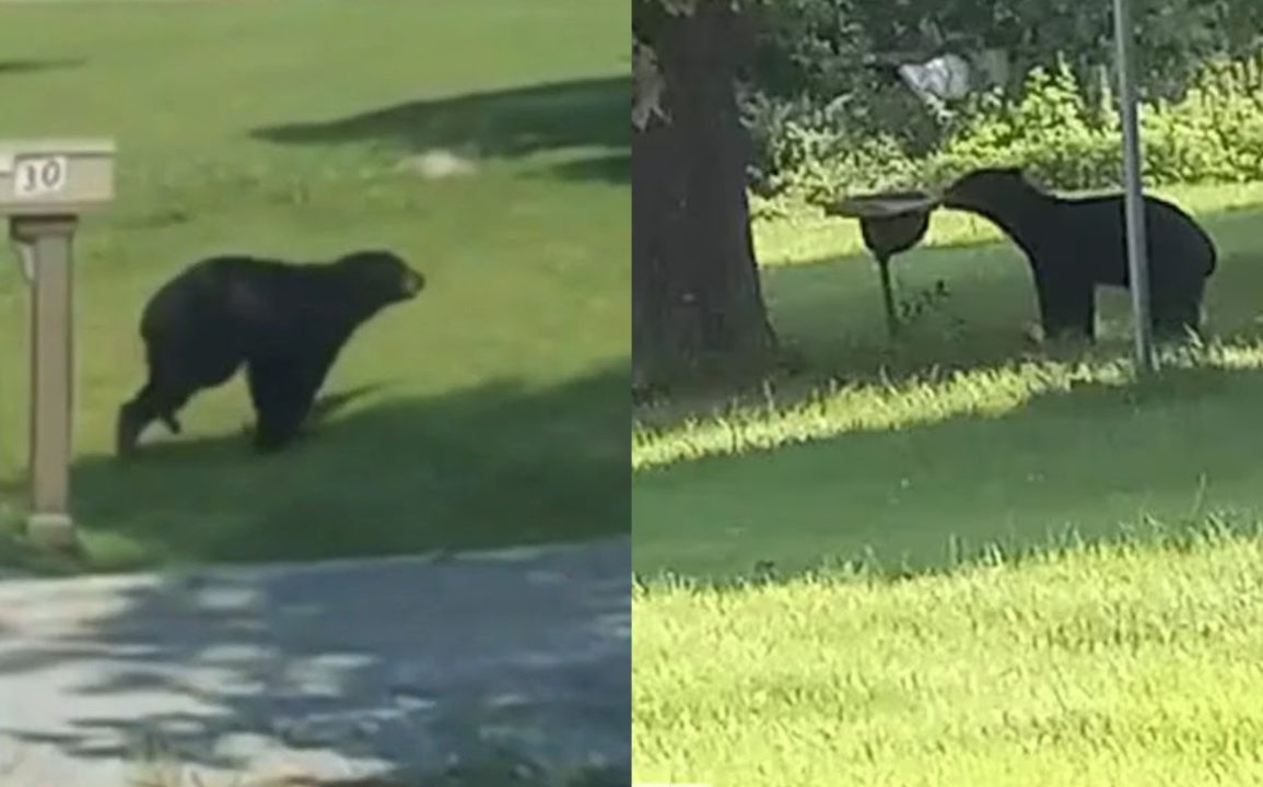 Bear Sightings in Carrier Mills Prompt Safety Concerns Among Residents