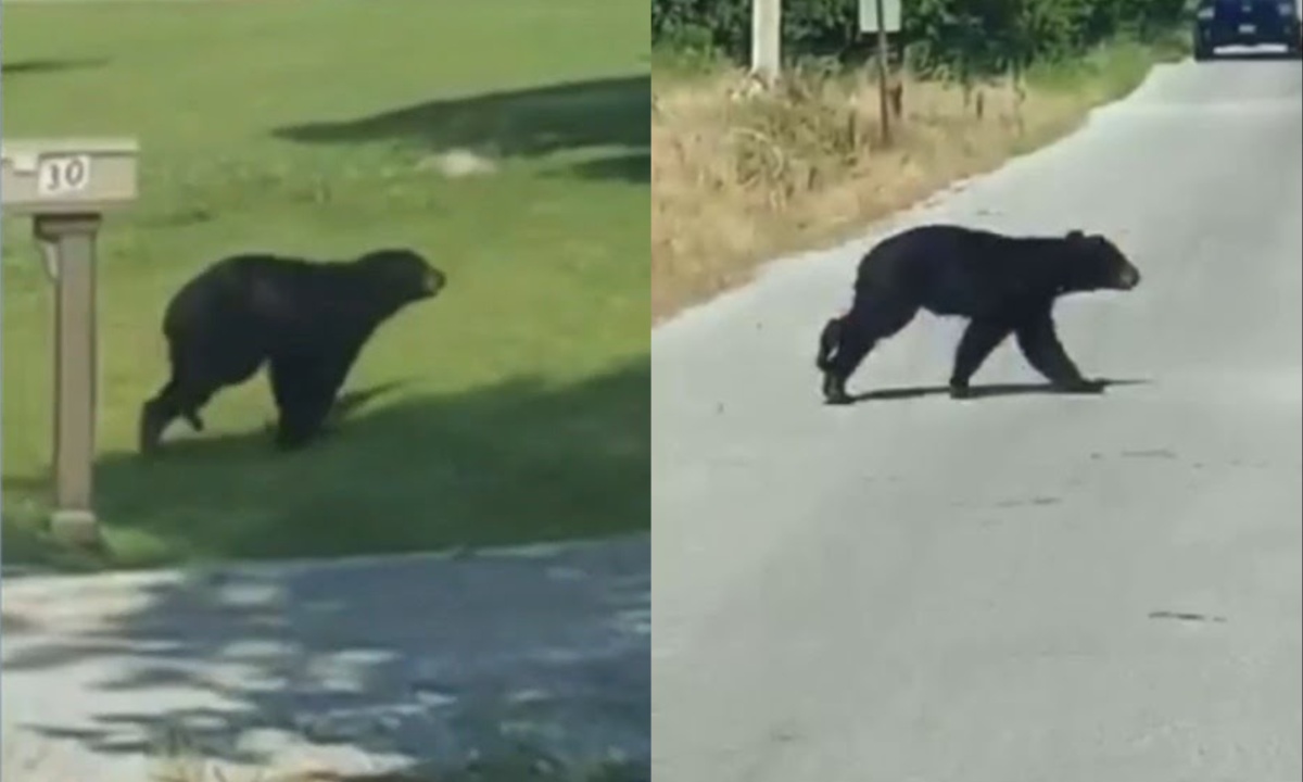 Bear Sightings in Carrier Mills Prompt Safety Concerns Among Residents