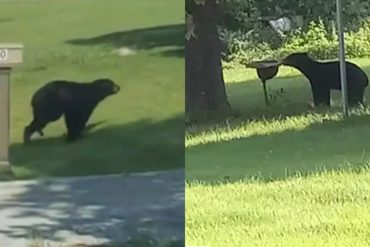 Bear Sightings in Carrier Mills Prompt Safety Concerns Among Residents