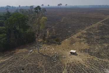 Brazilian rancher fined $50 million for illegal deforestation in landmark climate case to protect Amazon.