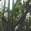 Climate Change Causes Extinction of Rare Key Largo Tree Cactus in John Pennekamp State Park