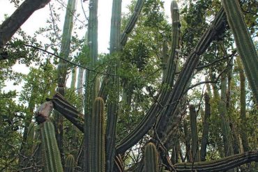 Climate Change Causes Extinction of Rare Key Largo Tree Cactus in John Pennekamp State Park