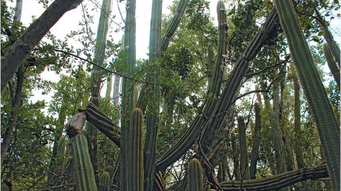 Climate Change Causes Extinction of Rare Key Largo Tree Cactus in John Pennekamp State Park