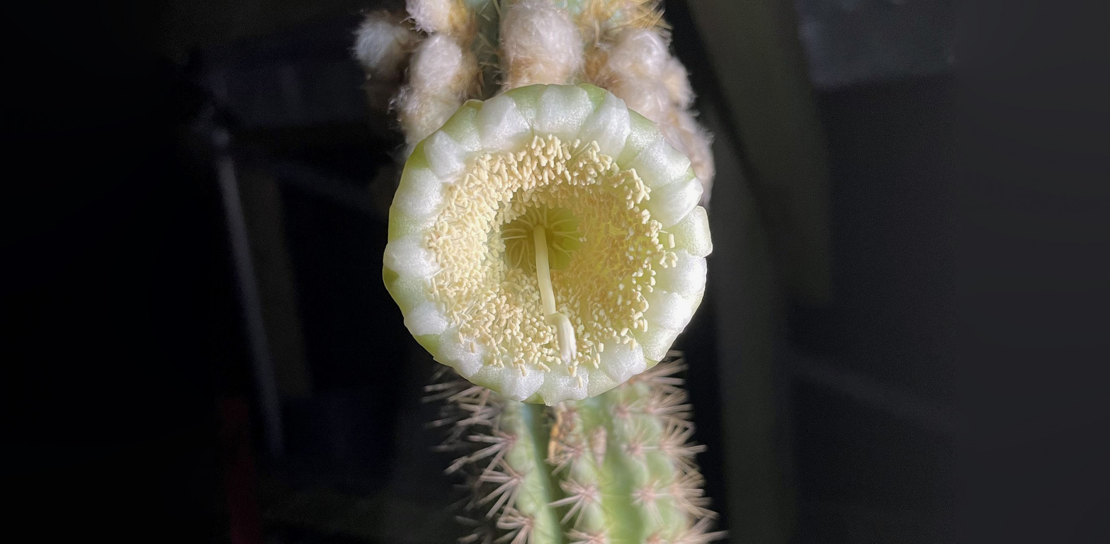 Climate Change Causes Extinction of Rare Key Largo Tree Cactus in John Pennekamp State Park