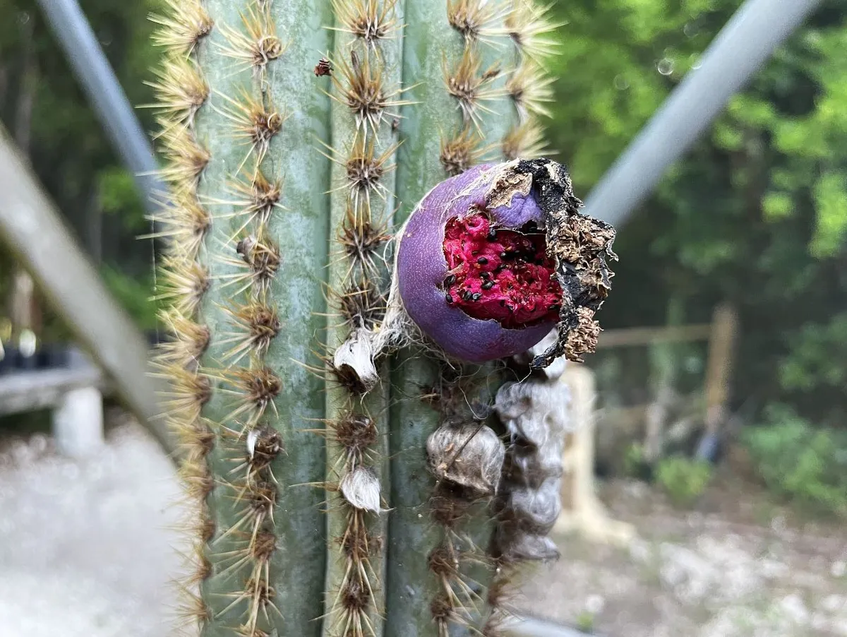 Climate Change Causes Extinction of Rare Key Largo Tree Cactus in John Pennekamp State Park