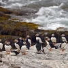 Climate Change Drives Seabird Population Collapse Amid Rising Tropical Storms