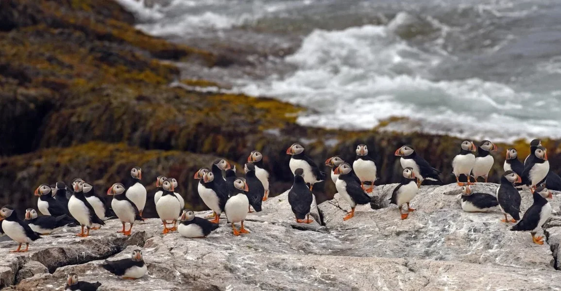 Climate Change Drives Seabird Population Collapse Amid Rising Tropical Storms