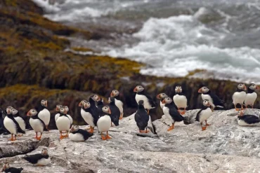 Climate Change Drives Seabird Population Collapse Amid Rising Tropical Storms