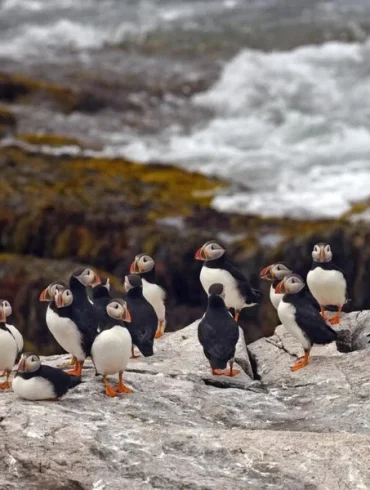 Climate Change Drives Seabird Population Collapse Amid Rising Tropical Storms