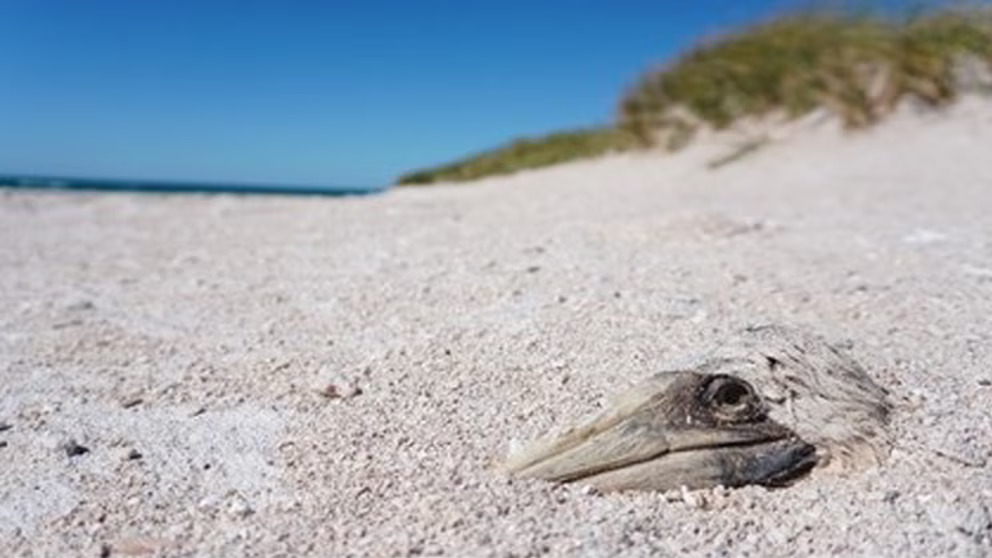 Climate Change Drives Seabird Population Collapse Amid Rising Tropical Storms