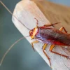 Climate Change to Reshape Biodiversity: Resilient Species Like Cockroaches, Rats, Mosquitoes, and Ticks Poised to Thrive