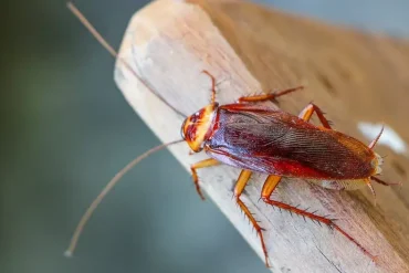 Climate Change to Reshape Biodiversity: Resilient Species Like Cockroaches, Rats, Mosquitoes, and Ticks Poised to Thrive