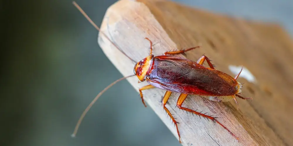 Climate Change to Reshape Biodiversity: Resilient Species Like Cockroaches, Rats, Mosquitoes, and Ticks Poised to Thrive