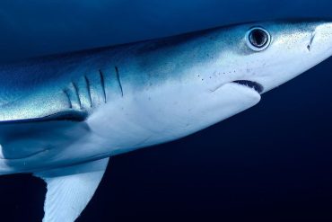 Cocaine Found in Sharks Off Brazil Marks First Detection of Drug in Free-Ranging Marine Animals