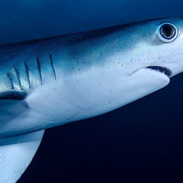 Cocaine Found in Sharks Off Brazil Marks First Detection of Drug in Free-Ranging Marine Animals