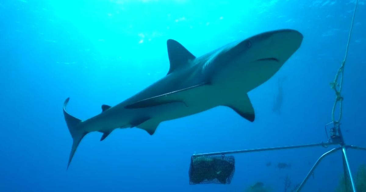 Cocaine Found in Sharks Off Brazil Marks First Detection of Drug in Free-Ranging Marine Animals