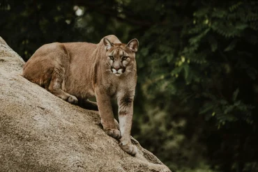 Colorado's First Confirmed Case of Staggering Disease in a Mountain Lion