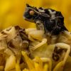 Darker Ambush Bugs Gain Mating Edge in Cool Weather Due to Faster Morning Warm-Up