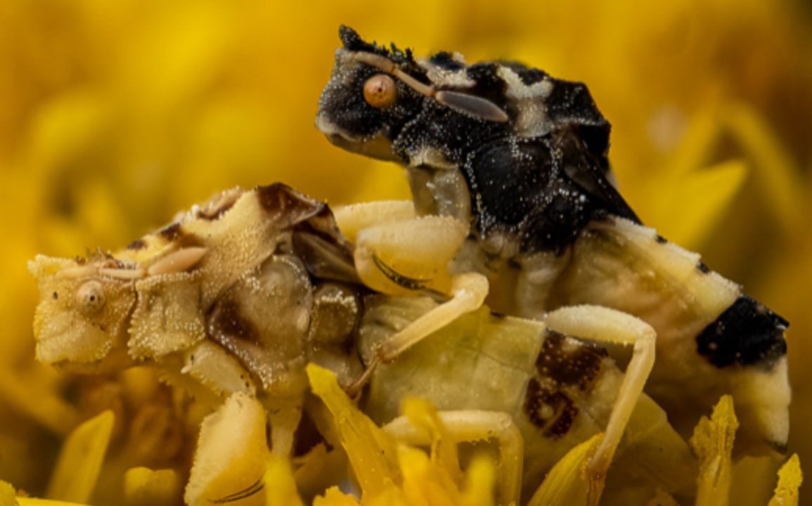 Darker Ambush Bugs Gain Mating Edge in Cool Weather Due to Faster Morning Warm-Up