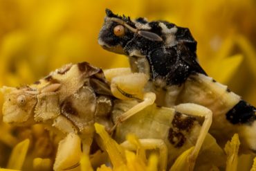 Darker Ambush Bugs Gain Mating Edge in Cool Weather Due to Faster Morning Warm-Up