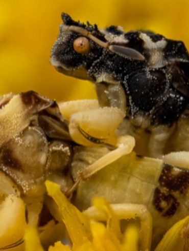 Darker Ambush Bugs Gain Mating Edge in Cool Weather Due to Faster Morning Warm-Up