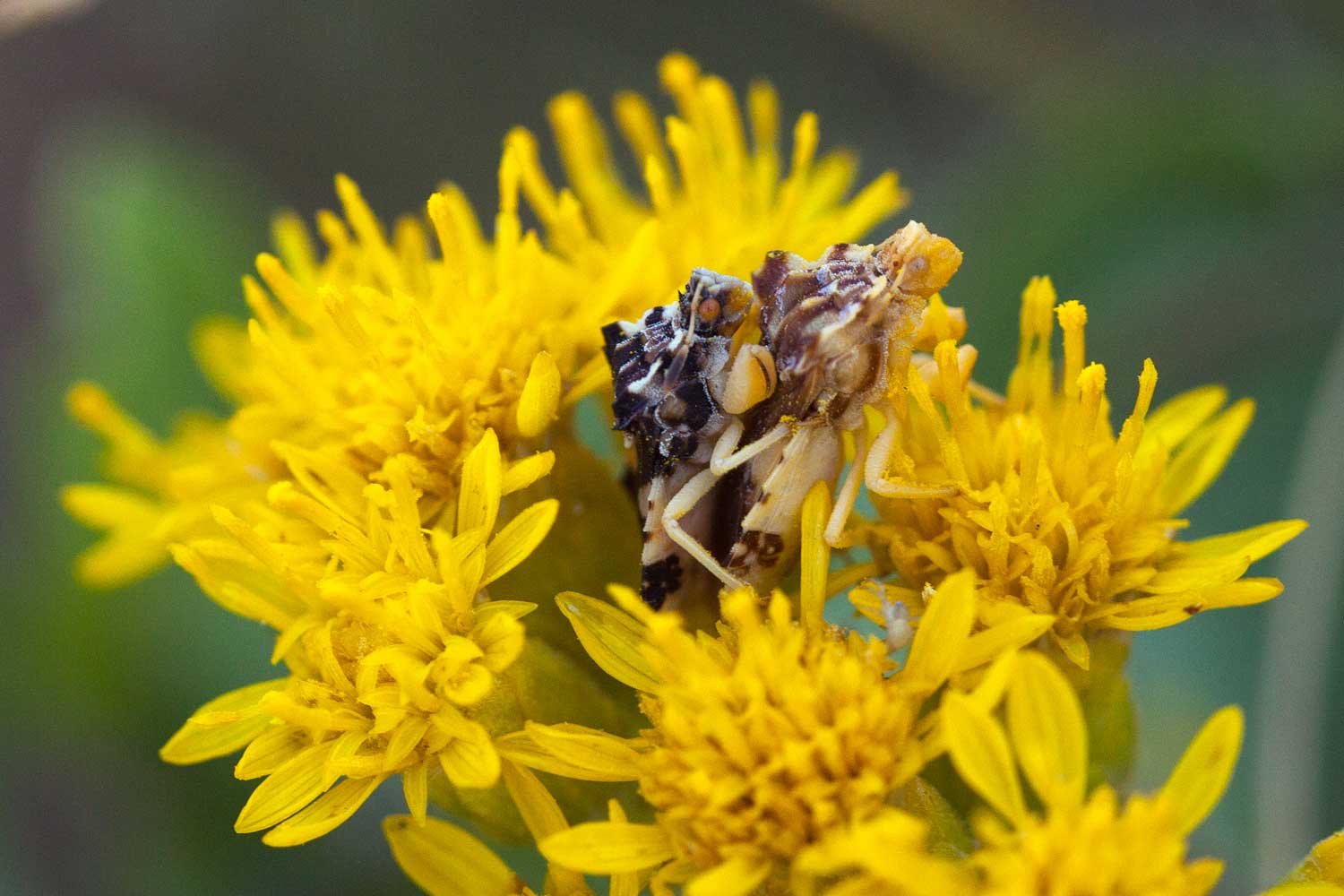 Darker Ambush Bugs Gain Mating Edge in Cool Weather Due to Faster Morning Warm-Up