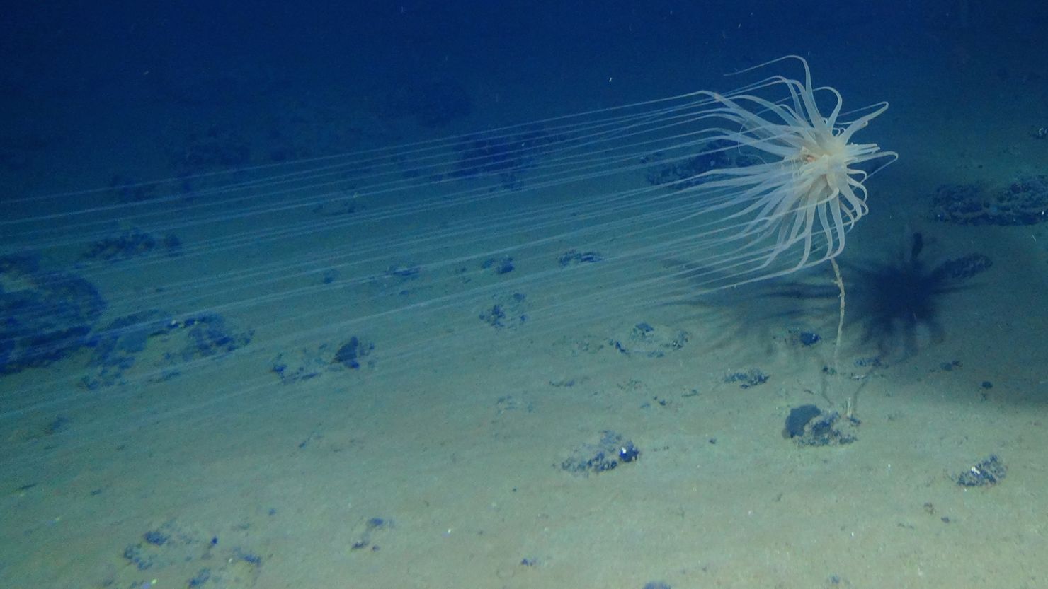 Discovery of Dark Oxygen Production in Deep Ocean Challenges Traditional Beliefs and Raises Concerns for Deep-Sea Mining