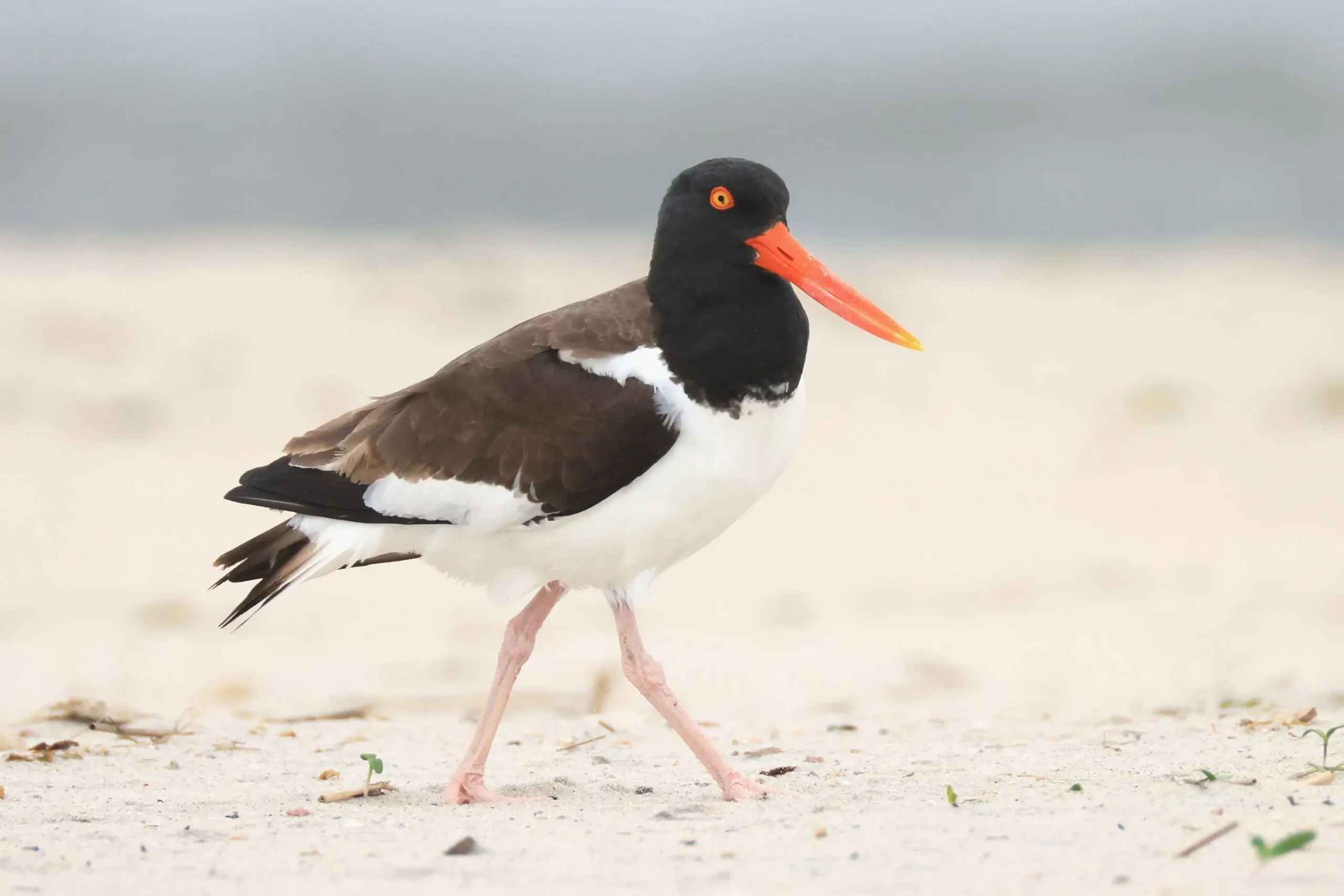 Drones for Beach Safety Clash with Nesting Shorebirds on the East Coast