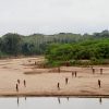 Emergence of Mashco Piro Tribe Raises Safety Concerns Amid Logging Activities in Peruvian Amazon