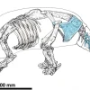 Evidence of Early Human Settlement in the Americas as Butchered Armadillo Bones Found in Argentina