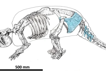 Evidence of Early Human Settlement in the Americas as Butchered Armadillo Bones Found in Argentina