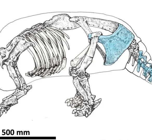 Evidence of Early Human Settlement in the Americas as Butchered Armadillo Bones Found in Argentina