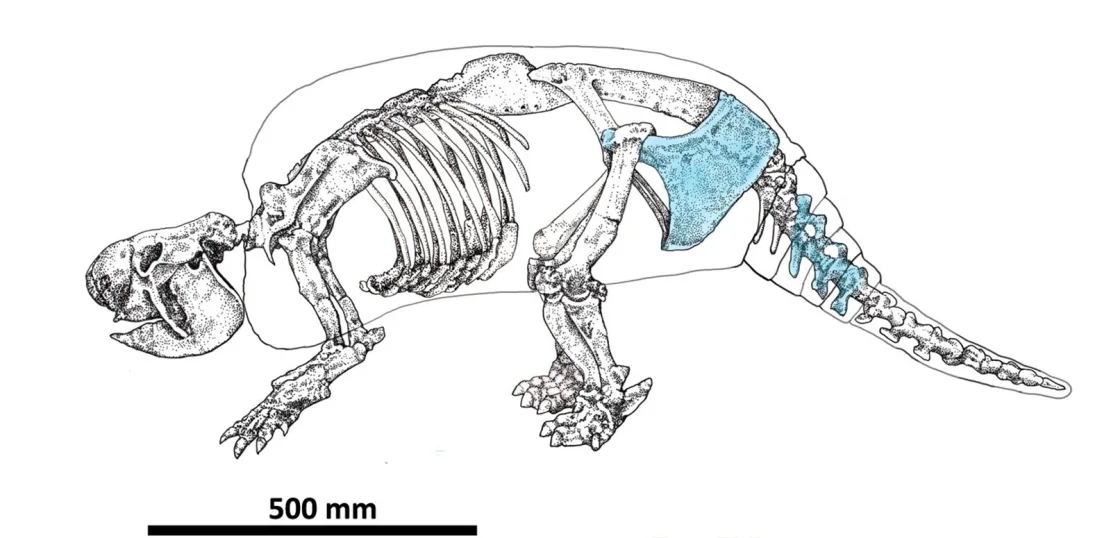 Evidence of Early Human Settlement in the Americas as Butchered Armadillo Bones Found in Argentina