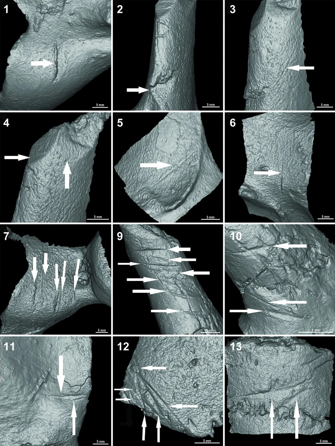 Evidence of Early Human Settlement in the Americas as Butchered Armadillo Bones Found in Argentina