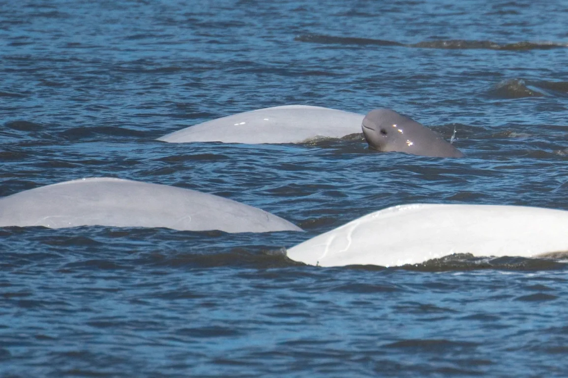 Federal Judge Orders Reassessment of Cook Inlet Oil Lease Impact on Beluga Whales