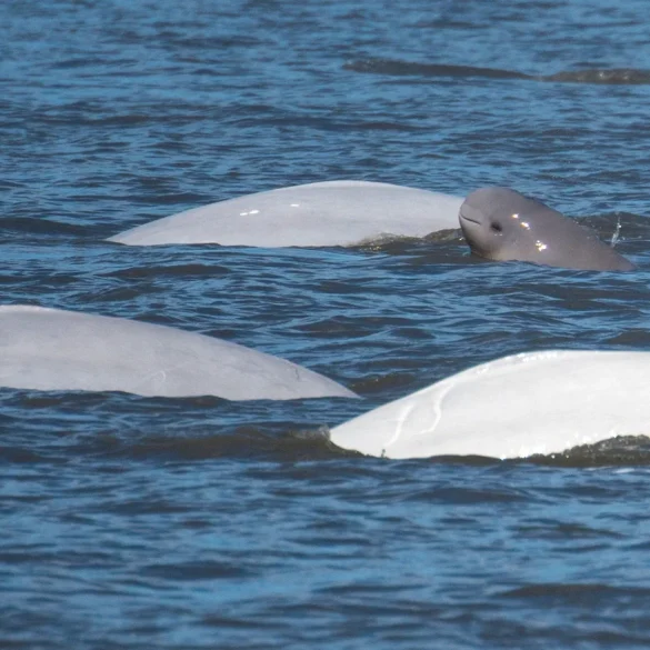 Federal Judge Orders Reassessment of Cook Inlet Oil Lease Impact on Beluga Whales