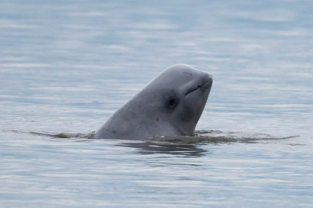 Federal Judge Orders Reassessment of Cook Inlet Oil Lease Impact on Beluga Whales