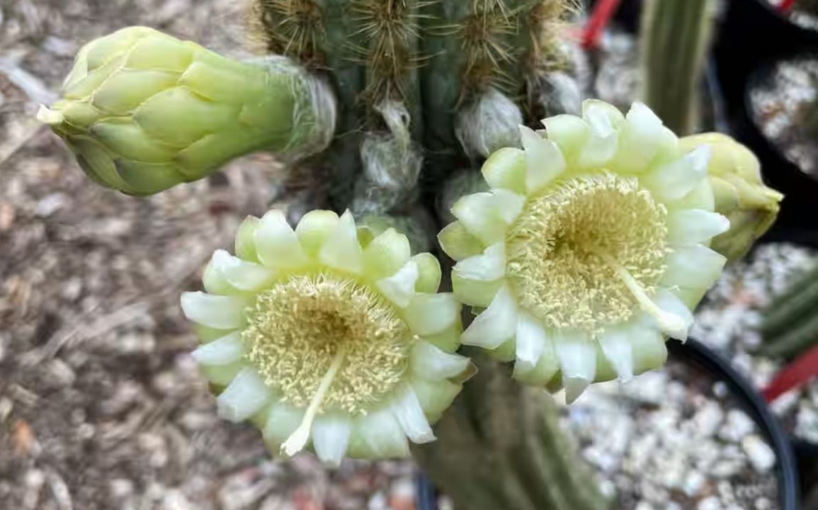 First US Plant Extinction from Rising Seas The Key Largo Tree Cactus