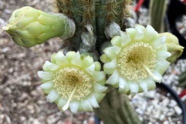 First US Plant Extinction from Rising Seas The Key Largo Tree Cactus