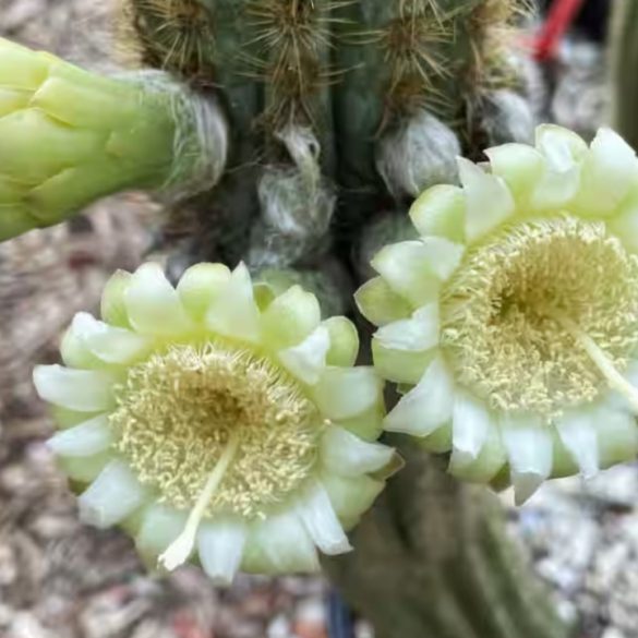 First US Plant Extinction from Rising Seas The Key Largo Tree Cactus