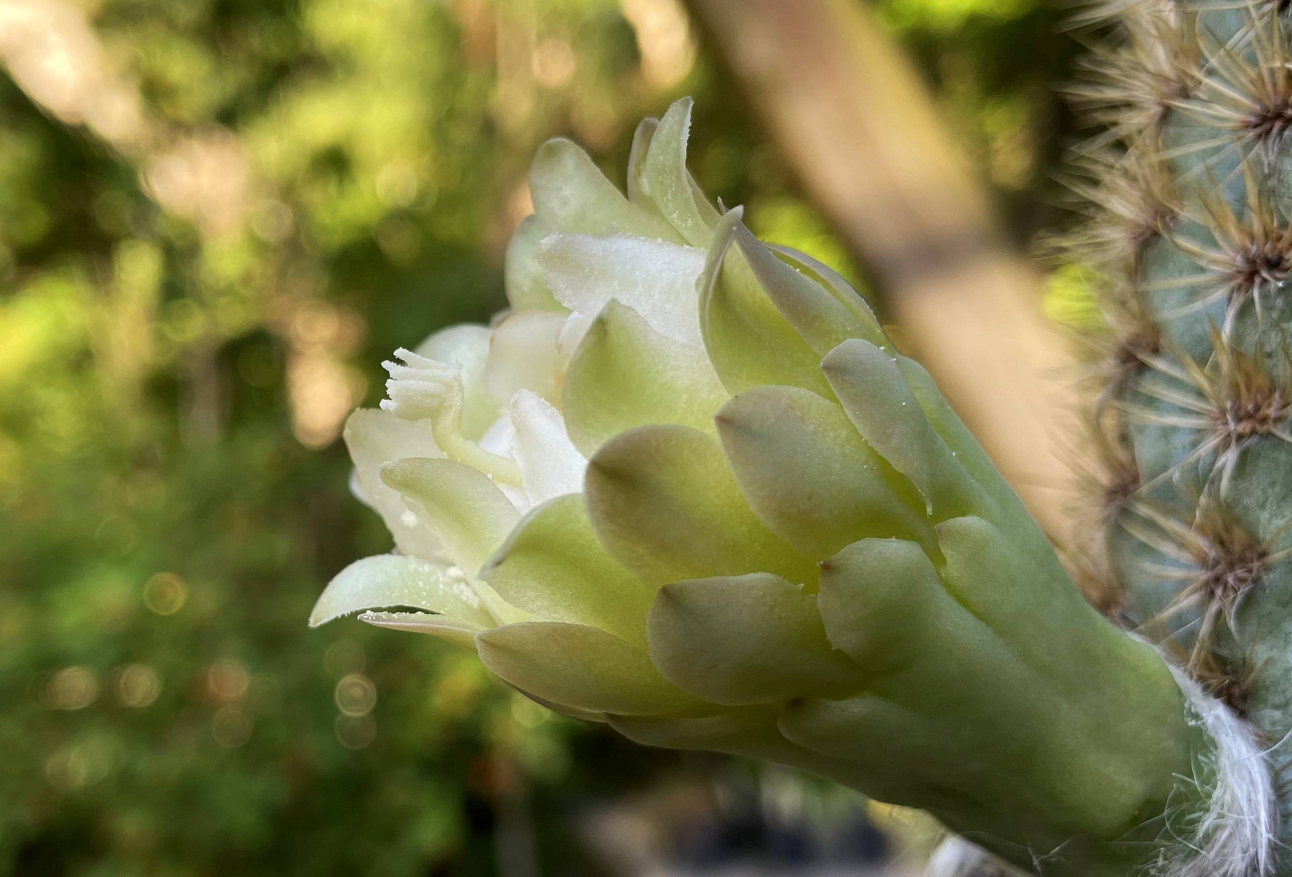 First US Plant Extinction from Rising Seas The Key Largo Tree Cactus