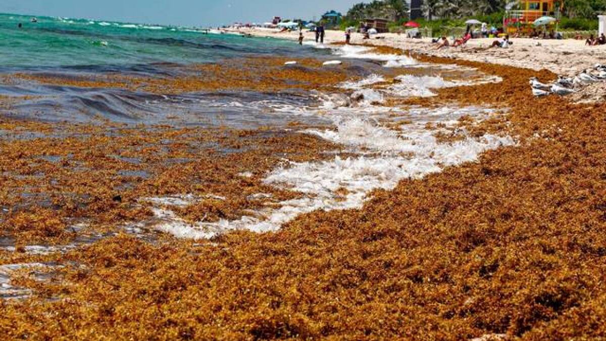 Florida Beaches See Relief from Severe Seaweed Invasion, with Much Lower Sargassum Levels in 2024