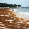 Florida Beaches See Relief from Severe Seaweed Invasion, with Much Lower Sargassum Levels in 2024