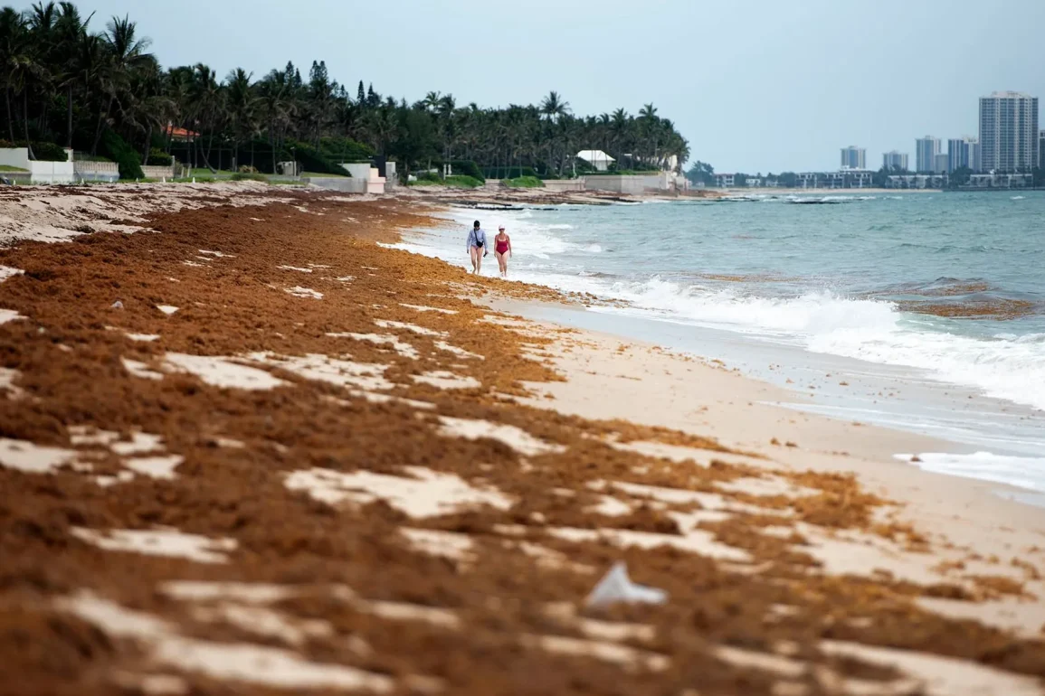 Florida Beaches See Relief from Severe Seaweed Invasion, with Much Lower Sargassum Levels in 2024