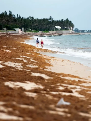 Florida Beaches See Relief from Severe Seaweed Invasion, with Much Lower Sargassum Levels in 2024